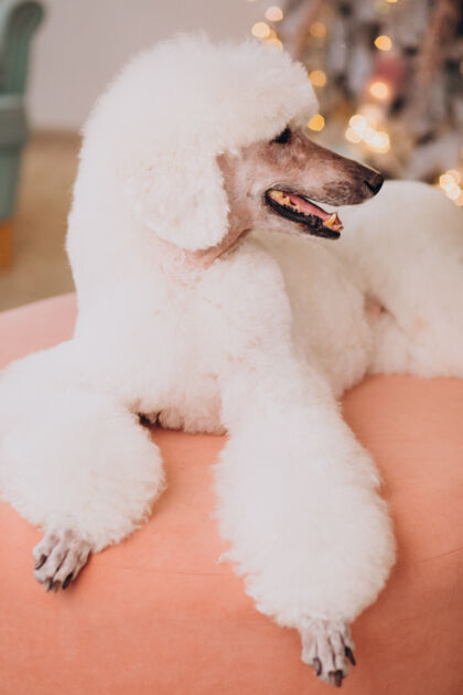 狗坐在圣诞树旁的白色卷毛狗品种美丽的动物自然