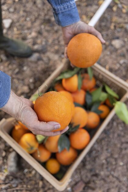 植物用装满橙子的盒子作曲健康食物新鲜