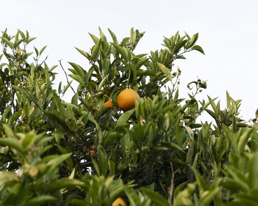 自然美丽的橘子树 果实成熟园艺健康花园