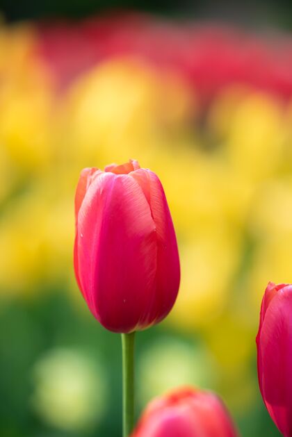 花瓣垂直选择焦点拍摄美丽的粉红色郁金香捕捉郁金香花园明亮开花春天