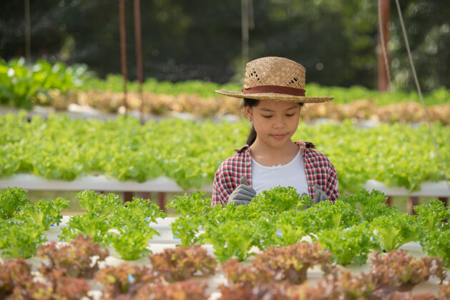 手亚洲孩子抱着水培小女孩在温室里收获蔬菜孩子带着沙拉水培家庭种植和农业年轻的女性园艺叶菜农业雌性孩子叶子