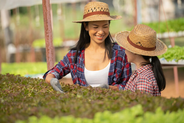 健康亚洲母女一起在农场里帮助采集新鲜的水培蔬菜 家庭生活方式中家庭农业的概念园艺和儿童教育检查收获种植