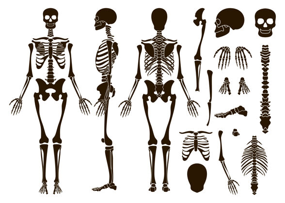 胸部人体骨骼骨骼结构元素集手指脊柱关节