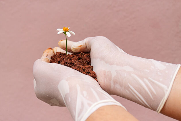 沙子一个戴着塑料手套的人手里拿着一些泥土 里面长着雏菊雏菊土壤自然