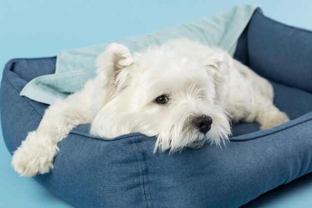 毛茸茸的可爱的白狗被隔离在蓝色上小狗小狗