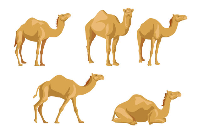 野生骆驼侧面插图集迪拜埃及卡通