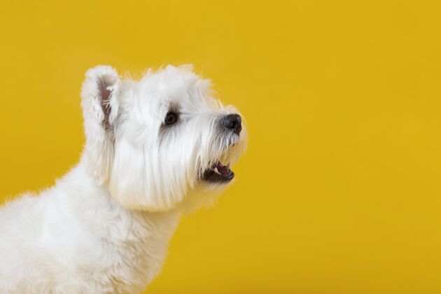 哺乳动物可爱的小狗被隔离在黄色品种纯种毛茸茸的