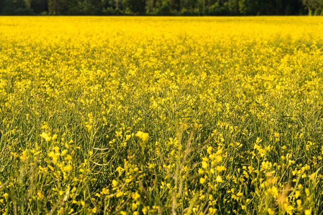 草地白天大片的田野上开着黄色的花花阳光田野