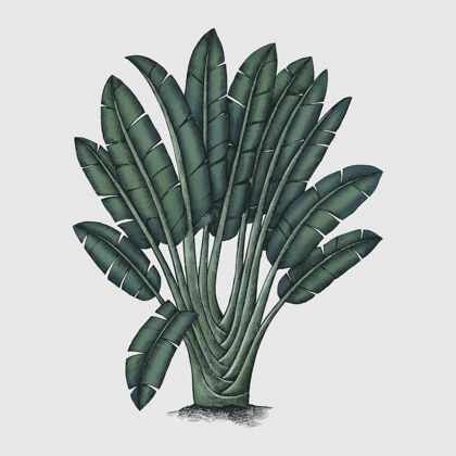 大绿色植物雕刻热带素描