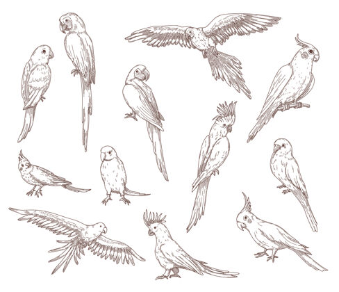 鹦鹉鹦鹉的手绘素描鸟风格野生动物