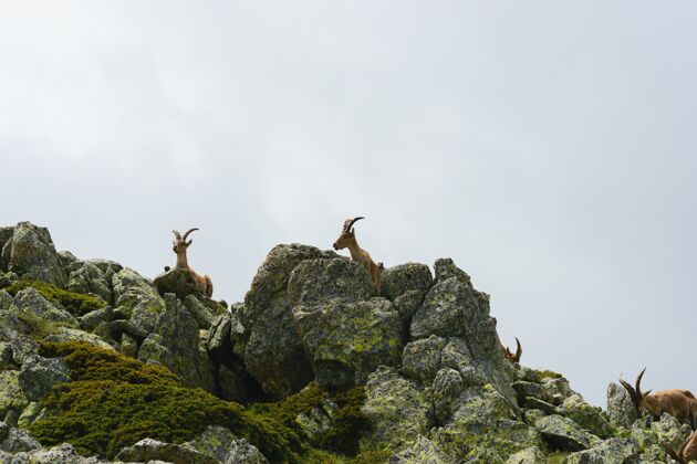 岩石落基山脉一只白尾鹿的美丽照片荒野公园草
