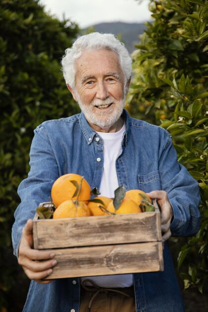 花园老前辈一个人收割橘子树柑橘栽培树木