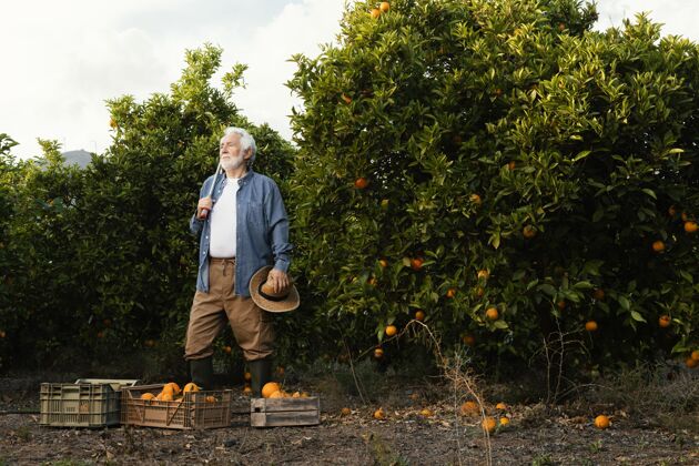 柑橘老前辈一个人收割橘子树新鲜有机多汁