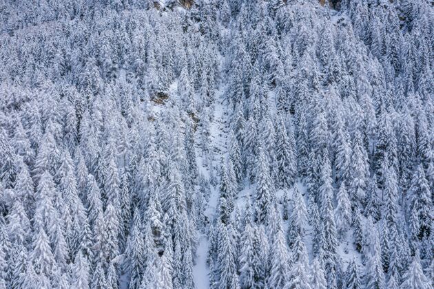 乡村白天被白雪覆盖的森林山脉的壮丽景色野生环境树