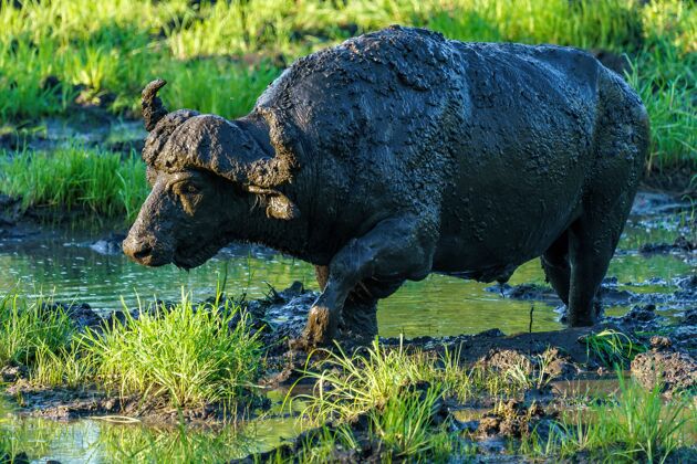牛脏兮兮的非洲水牛在沼泽上行走湿野生动物大