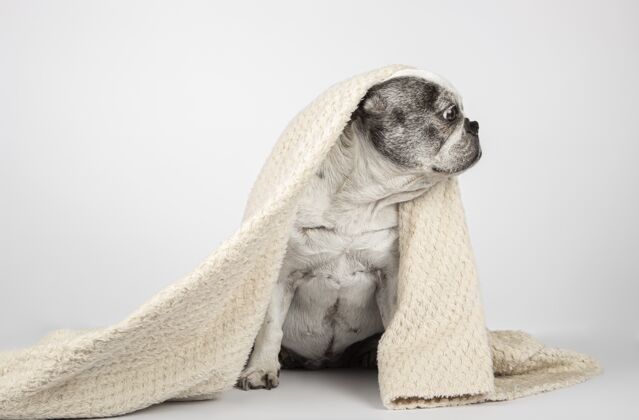 可爱法国斗牛犬裹在毯子里 坐在白色的背景上 望着旁边单狗小狗