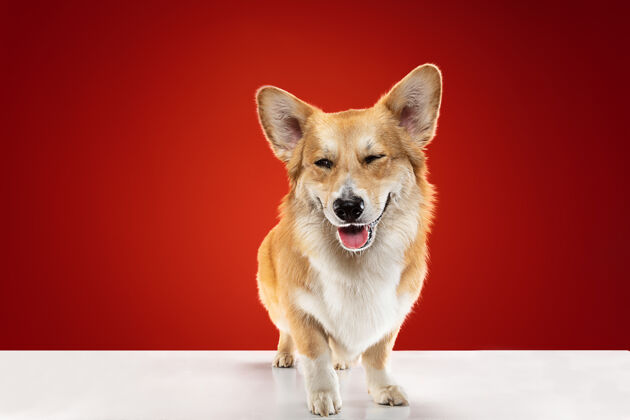 玩耍充满喜悦威尔士科吉彭布罗克小狗摆姿势可爱的毛茸茸的小狗或宠物是坐在红色背景孤立工作室照片负空间插入您的文字或图像玩耍站立狗