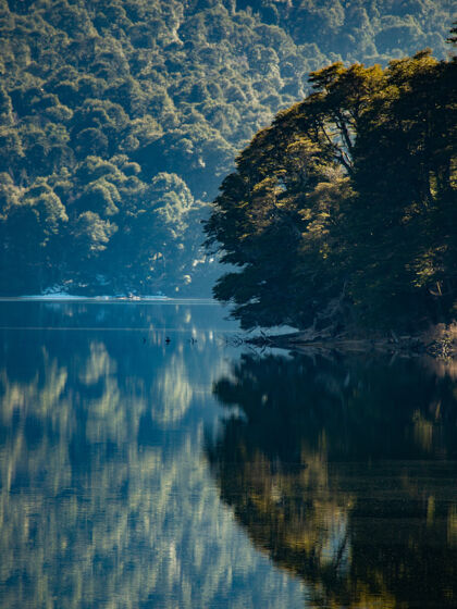 河流湖中森林倒影的美丽垂直镜头树旅游自然