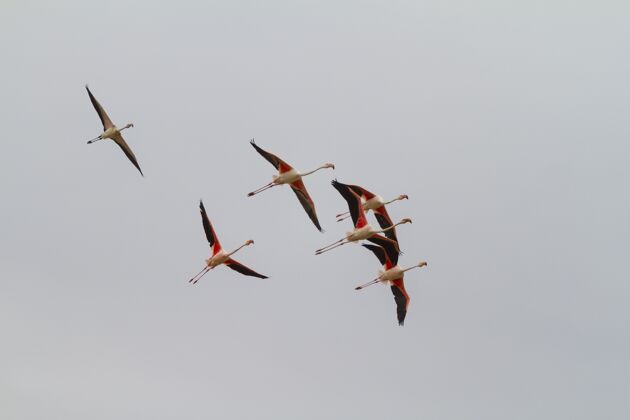 大自然低角度拍摄美丽的一群红翼火烈鸟一起在晴朗的天空中飞翔飞行美丽鸟