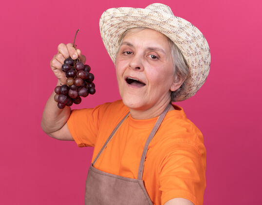 花园高兴的上了年纪的女园丁戴着园艺帽 手里拿着一束葡萄 看着相机在粉色上自拍请拿束园艺