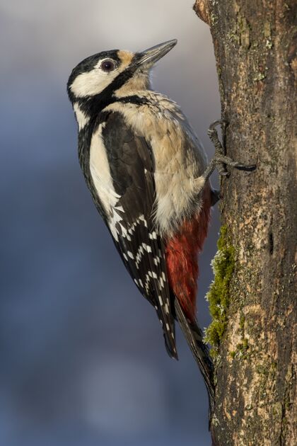树枝特写选择性聚焦拍摄一只美丽的啄木鸟垂直红色异国情调