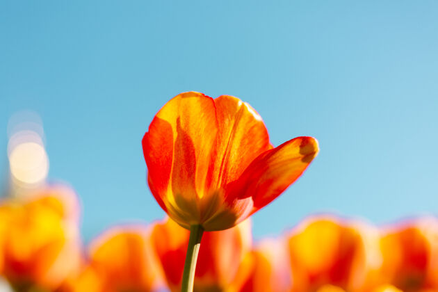 叶一片火红的橙色郁金香在夏日明亮的阳光下绽放明亮田野花
