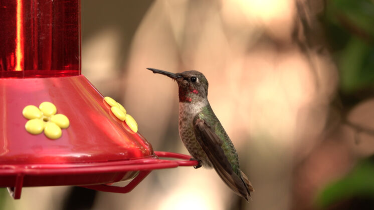 小一只小蜂鸟坐在喂鸟器上的选择性聚焦镜头季节野生动物翅膀