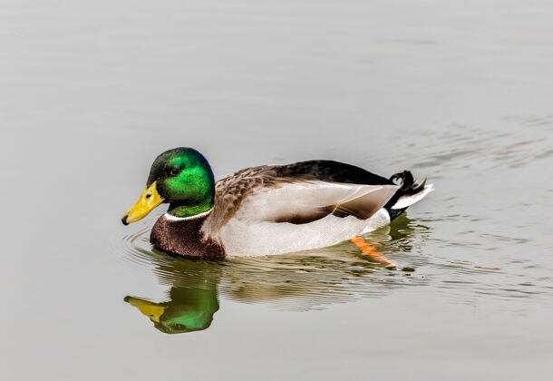 可爱一只野鸭在池塘里游泳的选择性聚焦镜头鸭子头鸟