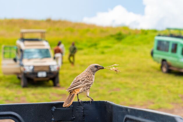 荒野特写镜头一只美丽的鸟坐在一辆皮卡环境干旱特写