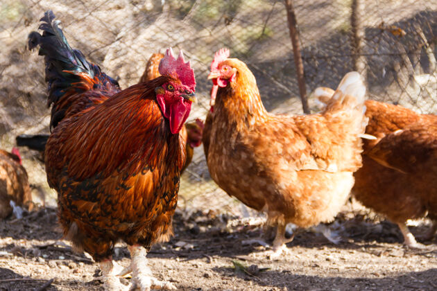 农家庭院农场鸡笼里的公鸡和鸡的选择性聚焦镜头生态羽毛农场
