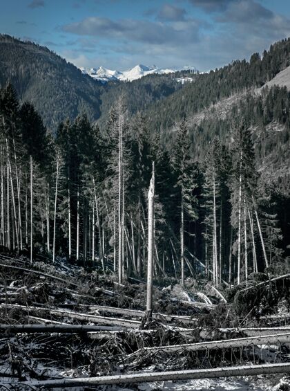 阿尔卑斯山垂直拍摄的一片森林里有很多冷杉树环绕着高山中的白云石森林自然雪