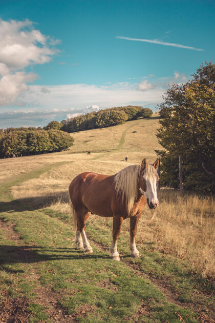 自由草地上野马的迷人景色农田马天空