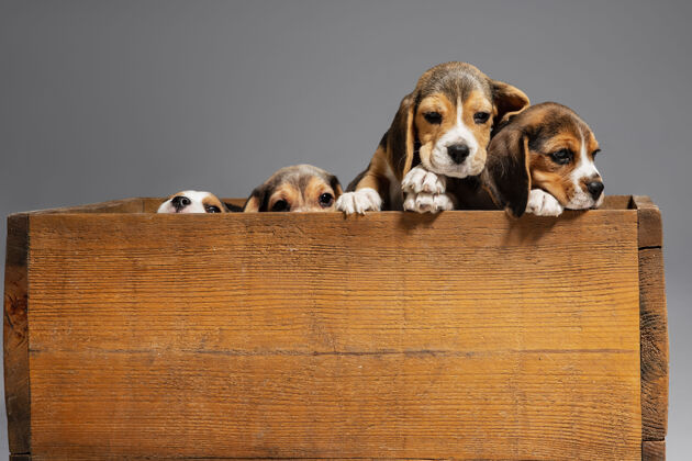朋友小猎犬三色小狗在木箱里摆姿势可爱的小狗或宠物在灰色的墙上玩耍看起来很专注 很好玩运动的概念 运动 动作负空间站狗狗