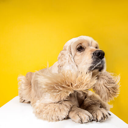 国内等待爱抚美国猎犬小狗可爱的毛茸茸的小狗或宠物是躺在黄色背景孤立摄影棚照片负空间插入您的文字或图像运动纯种血统