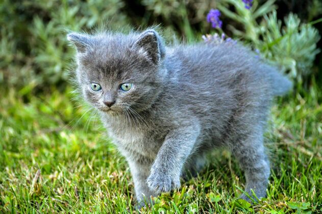 品种一只可爱的英国长毛猫在草地上的特写镜头可爱动物灰色