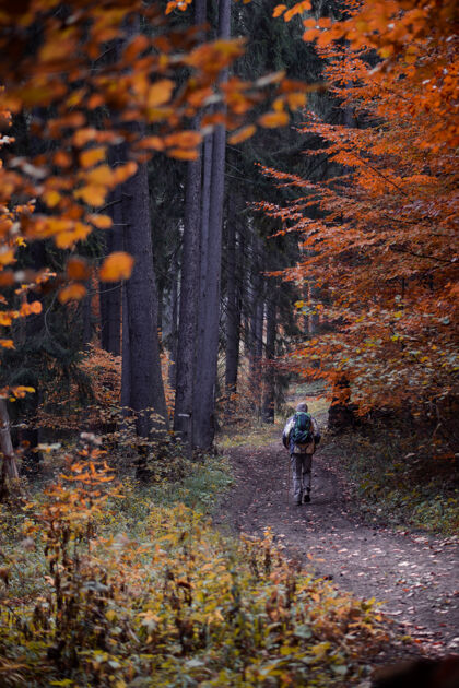 险一个徒步旅行者秋天在森林里行走的垂直镜头草山叶