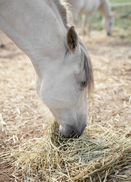 农场生活农场吃干草的马的侧视图干草草垂直