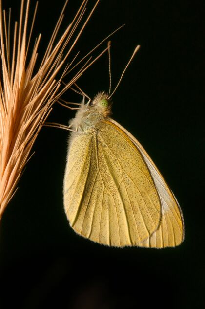 昆虫一只大南方白蝴蝶的特写镜头蝴蝶细节无脊椎动物