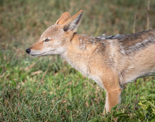 毛皮特写镜头中的一只红狐在一片绿草如茵的田野里 阳光下背景模糊狩猎捕食者田野