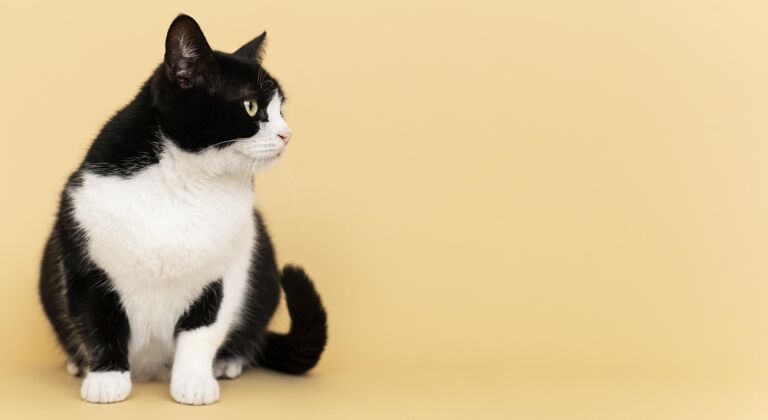 爱可爱的黑白猫咪 身后有一面单色的墙可爱猫姿势