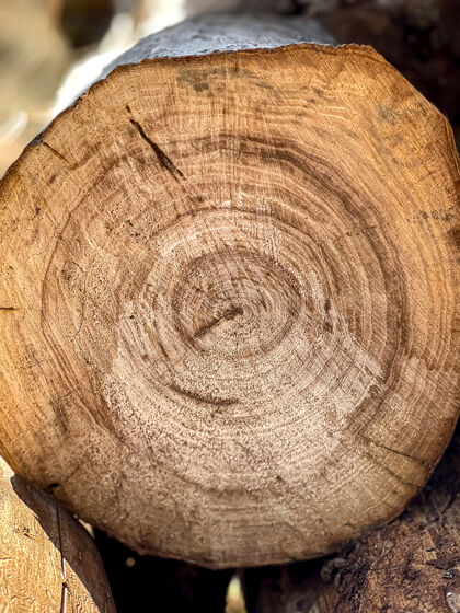 木材在森林里的一块空地上 原木堆成一堆剖面树干条纹