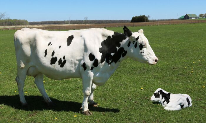 小一头黑白相间的母牛和她的小牛犊在绿野里绿色乡村公园