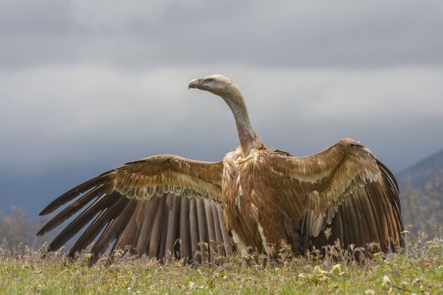鹰美丽的张开翅膀的狮鹫动物哥斯达黎加特写