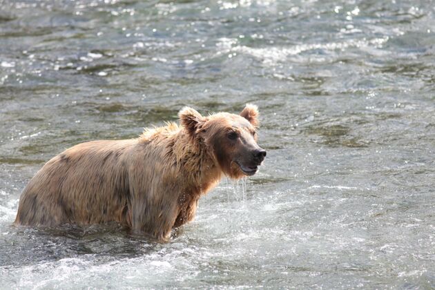 食物棕熊在阿拉斯加的河里捕鱼鱼重强壮