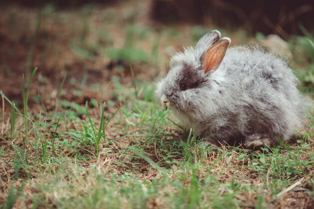 野生动物小兔子夏天可爱太阳