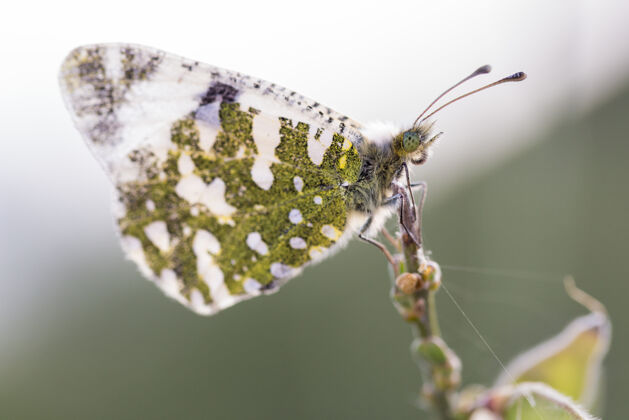 常见蝴蝶在自然环境中的宏观照片拉丁-花椰菜豆蔻胺蛾子昆虫田野
