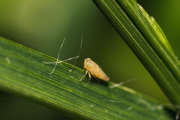 木一只虫子在叶子上的选择性聚焦镜头森林昆虫学苍蝇
