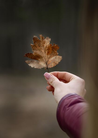 户外用秋叶收起你的手旅行特写放松