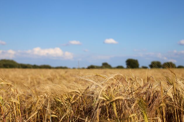 土地浅焦拍摄的麦田与模糊的蓝天乡村农场谷物