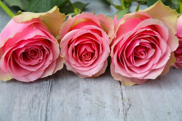 粉色木制表面上粉红色玫瑰的特写照片玫瑰花礼物